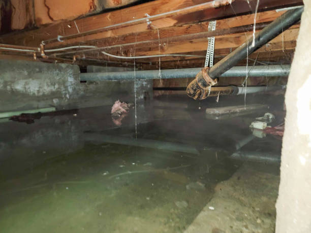 Best Flood damage cleanup  in Moapa Valley, NV